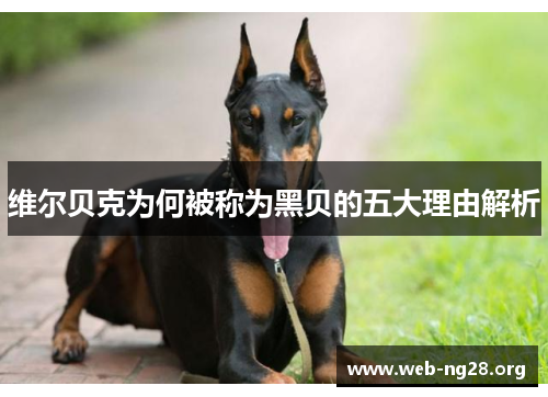 维尔贝克为何被称为黑贝的五大理由解析 维尔贝克为何被称为黑贝的五大理由解析